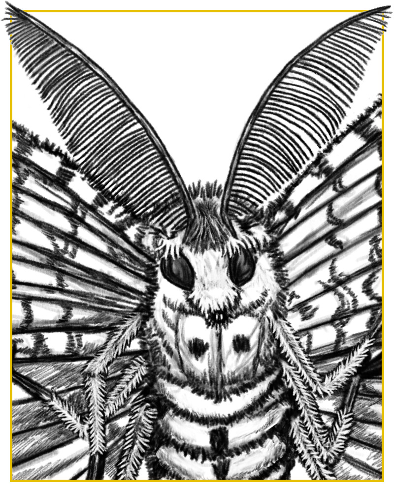The Gypsy Moth from The Fairy Fly